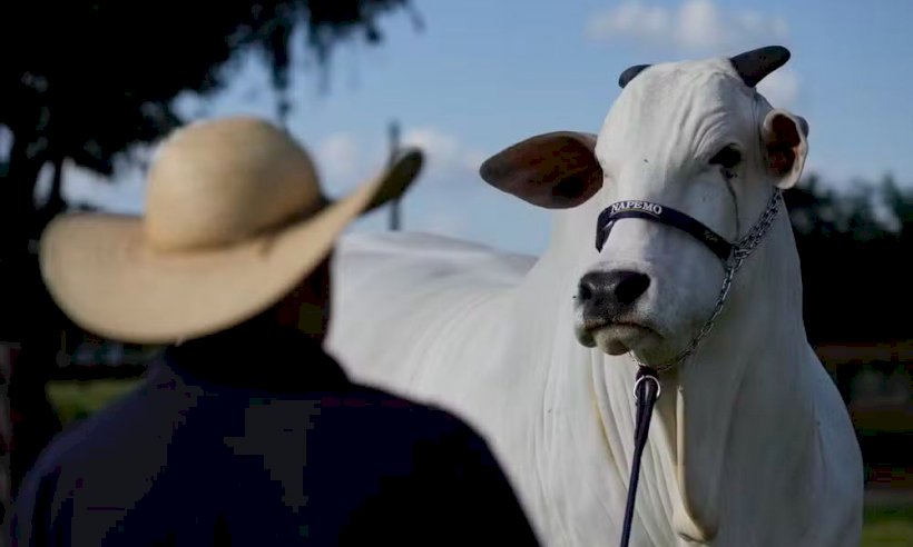 Diario do cerrado: Direito de reprodução da segunda vaca mais cara do mundo é leiloado por R$ 15 milhões