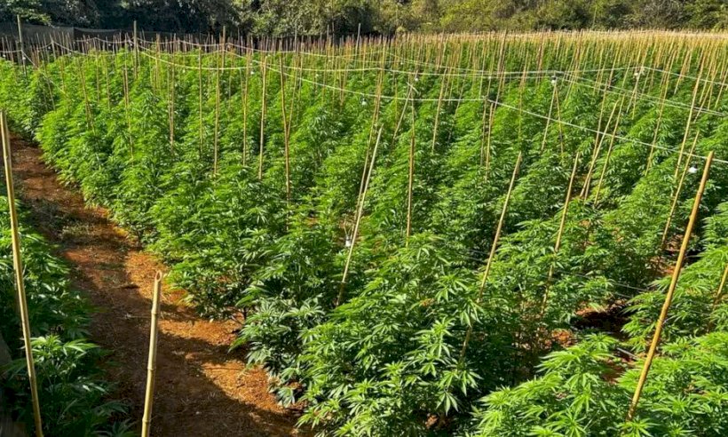 Diario do cerrado: Nova plantação ilegal de maconha com 5 mil pés é descoberta no interior de MG; crime avança em meio à leniência estatal